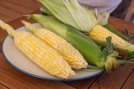 Fresh corn on the cobbs for a family gathering