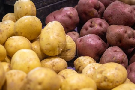 Photo for Farmed and Gathered Yukon Gold and Red Potatoes - Royalty Free Image
