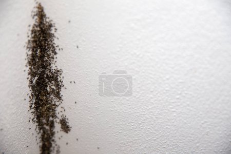 Téléchargez les photos : Infestation de fourmis sur un mur avec espace de copie - en image libre de droit