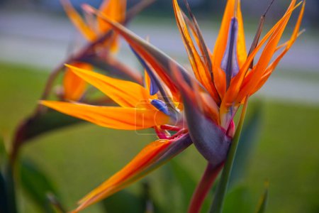 Foto de Strelitzia reginae aka Ave del Paraíso Floreciendo en un jardín - Imagen libre de derechos
