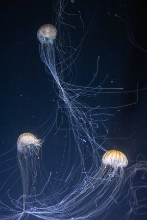 Foto de Ortiga marina japonesa Medusas nadando alrededor - Imagen libre de derechos
