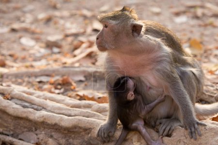 Photo for Babby Monkey and baby clenching on - Royalty Free Image