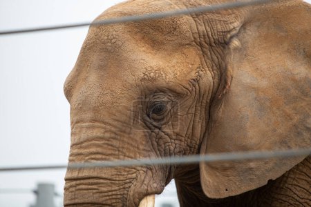 Photo for A Sad captive elephant behind wired fence - Royalty Free Image