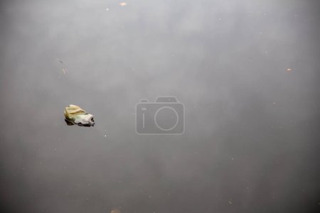 Foto de Botella única flotante polarizando el agua - Imagen libre de derechos