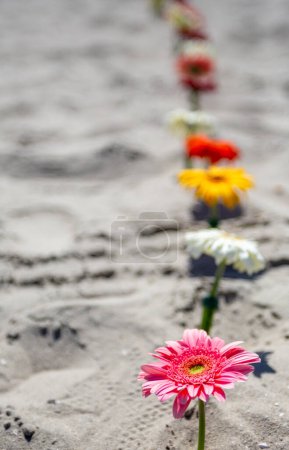 Trail of daisies on the beach sand