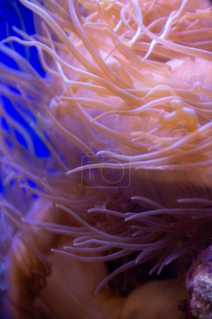 Sea Anemone Underwater living organism