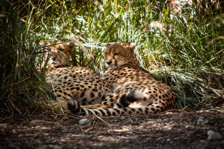 Couple of Cheetahs relaxing together