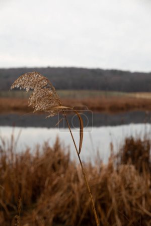 Common reed in the wind in Ipswich