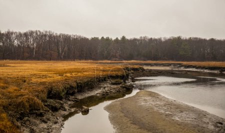 Marsh y pequeño arroyo en Massachusetts