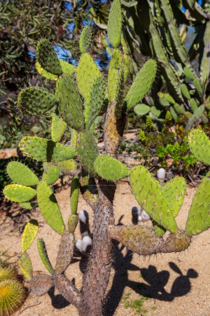 Prickly Desert Cactus in a botanical garden