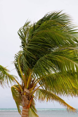 Eine einzige Palme an einem bewölkten, windigen Tag