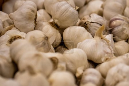 Background of Garlic Bulbs shot horizontally
