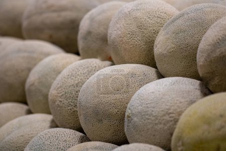 Photo for Cantaloupe melons on a market stall to sell - Royalty Free Image