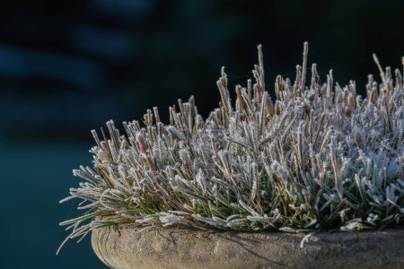 Photo for Frosty garden urn, on a dark winters morning. Ice has formed on the heather planted within a stone planter. copy space. seasonal picture. - Royalty Free Image