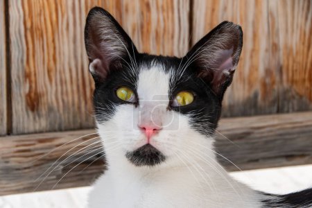 Téléchargez les photos : Chat noir et blanc en gros plan avec des yeux saisissants. - en image libre de droit