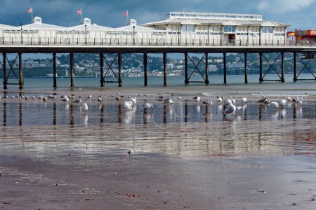 Téléchargez les photos : Paignton Royaume-Uni. 09-08-23. Paignton Pier a jeté des reflets sur le sable. Les mouettes se rassemblent sur la plage de sable en contrebas. espace de copie. - en image libre de droit