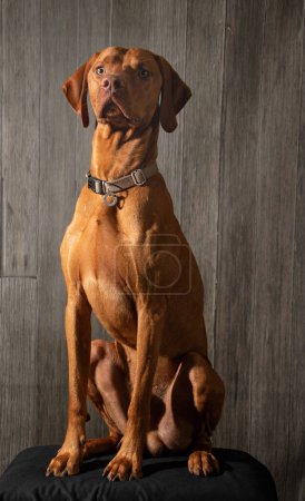 Photo for Hungarian Vizsla sitting, head up and posing for the camera with a catch light in his eyes. A sculped portrait of a smart athletic hound. - Royalty Free Image