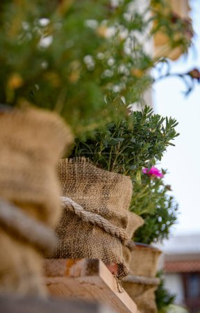 Téléchargez les photos : Des pots de fleurs de Hesse sur une étagère. Un pot de plante rustique. Focus sur le deuxième pot en ligne. - en image libre de droit