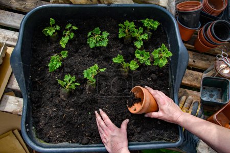 Photo for Tomato plant seedlings being transferred into growing on pots in the potting shed, greenhouse. Getting ready for the summer. Selective focus on the the gardeners hands. - Royalty Free Image