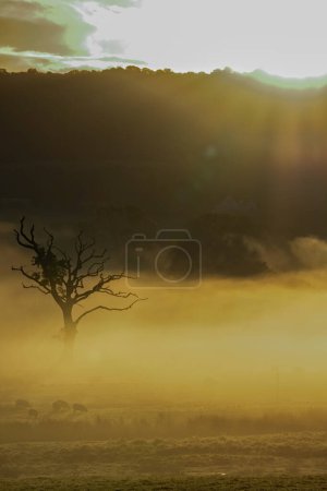 Téléchargez les photos : Lever de soleil doré avec brume se levant sur la campagne du Devon. Un arbre solitaire se dresse à l'aube. Cadre rural. espace de copie. capture d'orientation portrait. - en image libre de droit