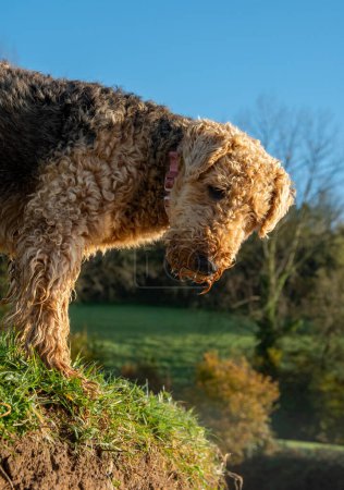 Photo for Airedale terrier stood at a riverside in the warm autumnal sunshine. copy space. Pet photograph. teddy bear appearance. copy space. - Royalty Free Image