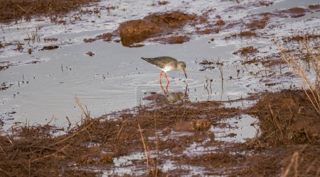 Téléchargez les photos : Redshank, oiseau eurasien avec son plumage d'hiver, pataugeant dans un estuaire par un matin de novembre lumineux. Oiseau aquatique Scolopacidae. - en image libre de droit
