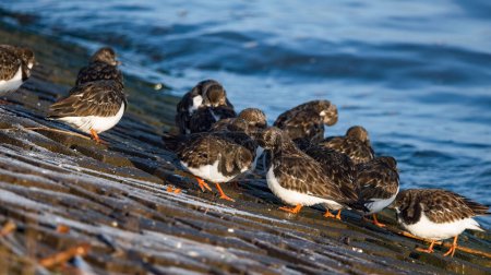 Téléchargez les photos : Ruddy Turnstones, une collection d'oiseaux qui picorent sur le rivage pour leur déjeuner. Capturé avec un plumage fin novembre. - en image libre de droit