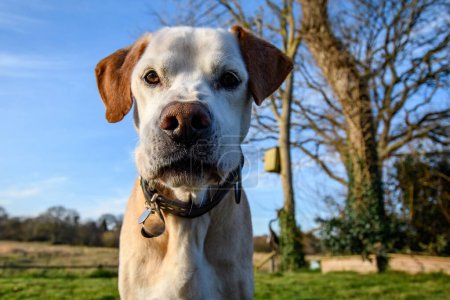 Téléchargez les photos : Gros plan comique d'un mastiff espagnol, ou Mastn est une race de chien d'Espagne. Forte race de portrait de chien, assis sur l'herbe, regardant à la caméra dans la lumière du soleil du soir. - en image libre de droit