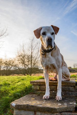 Téléchargez les photos : Mastiff espagnol ou Mastn est une race de chien d'Espagne. Forte race de portrait de chien, assis sur l'herbe, regardant à la caméra dans la lumière du soleil du soir. - en image libre de droit
