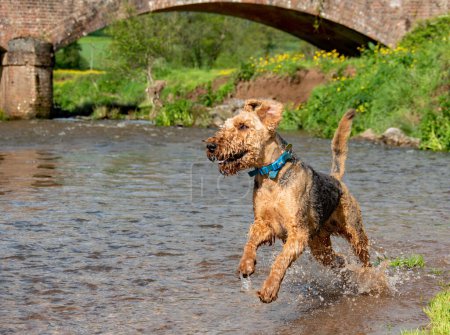 An Airedale Terrier dog happily running and jumping in a river. Sharp focus focus on the eye of the dog. 