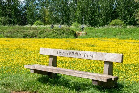 Photo for Exeter, Devon, uk. 05-12-23. A Devon wildlife trust wooden bench sits in a field of bright yellow flowers. Copy space. selective focus on the bench. Motion blur cyclists pass in the background. - Royalty Free Image
