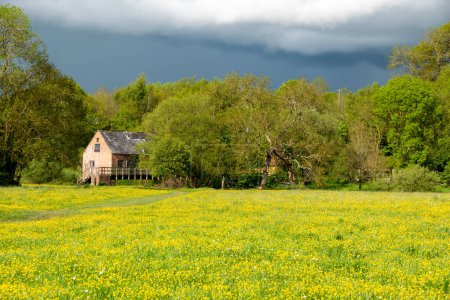 Photo for A rural country scene with an old farmhouse in a field of yellow buttercups. English countryside picture. Selective focus on the house. Copy space. - Royalty Free Image
