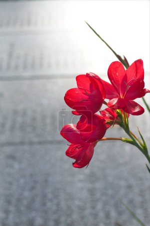 Foto de Recuerdo las flores rojas del domingo en un monumento de guerra en un enfoque agudo con una lista de los caídos tallados en piedra en un enfoque suave detrás. Conmemorando a los perdidos en la segunda guerra mundial. 1939 a 1945. - Imagen libre de derechos