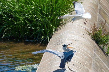 Photo for A Seagull mobs a Heron. The gull dives down and harasses the Heron with the Heron squatting down on each pass of the gull. Both birds look angry. - Royalty Free Image