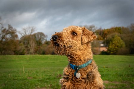 An Airedale terrier dog in a countryside location. A vignette around the dog draws the viewers eye to the dogs face. 