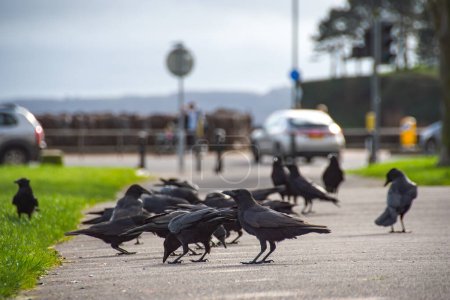 Crows in a murder on the ground with a softly focused background. 