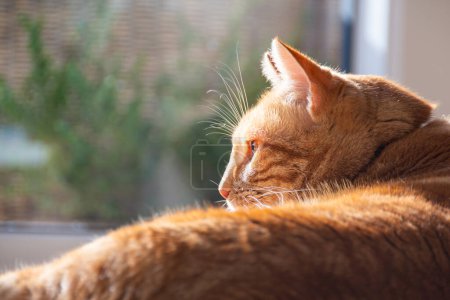 Foto de Un gato de jengibre acostado mientras mira hacia un lado. El gato tiene unos ojos hermosos. Enfoque selectivo en los ojos de los gatos. Satisfacción. - Imagen libre de derechos