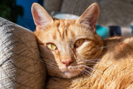 A ginger cat laying on a chair looking to camera with beautiful eyes. Selective focus on the cats eyes. Contentment. 