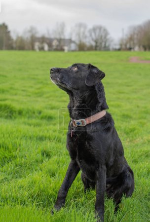 An old black Labrador with greying fur. She poses in a field looking off camera to her owner. 