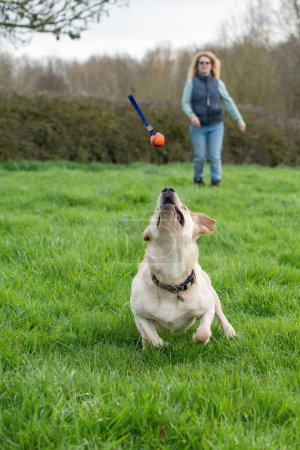 A Labrador catching a ball as it plays in a field. The honey Labrador has its eyes focused on the ball just before grabbing it from the air. Selective focus on the dog. 