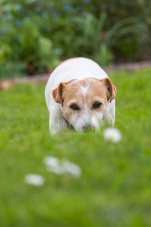 Jack Russell terrier dog walking towards camera in green grass. Selective focus on the dog.