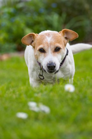 Jack Russell terrier dog walking towards camera in green grass. Selective focus on the dog.