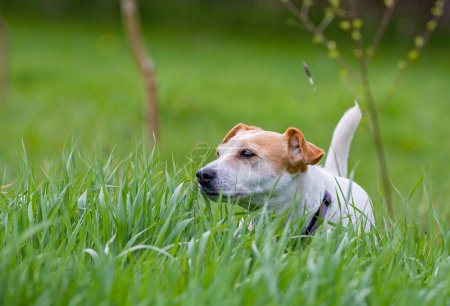 Photo for Jack Russell terrier in green grass. Adorable loving pet dog. - Royalty Free Image