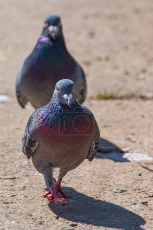 Deux pigeons marchent vers la caméra. Concentration sélective sur le pigeon le plus proche. Oiseaux et ornithologie.
