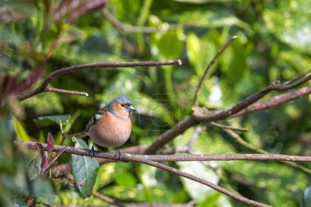A male Chaffinch in sharp focus against a softly focused garden background.
