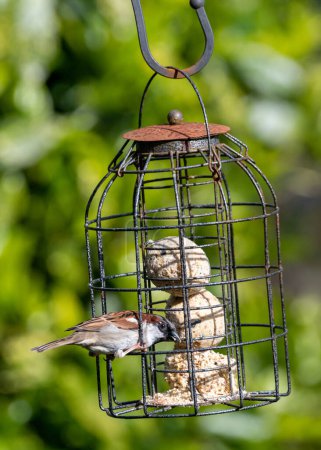 A house sparrow eating from a bird feeder. 