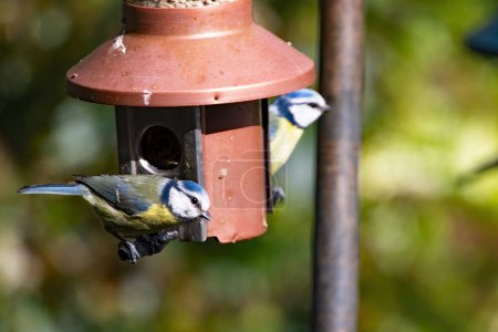 A pair of blue tits on a bird feeder. Selective focus on the nearest bird.