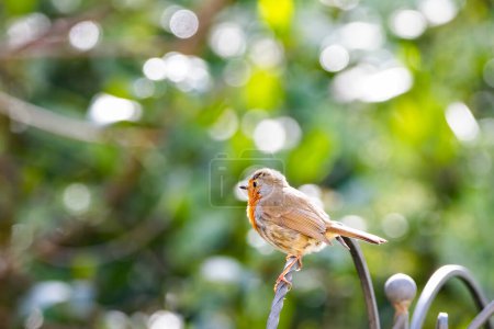 A Robin perched on a branch in sharp focus with a soft garden bokeh background. Erithacus rubecula. copy space editorial picture.