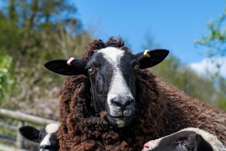 A Zwartble black sheep with her lamb in soft focus below. Farm animal. Livestock. Wool. 
