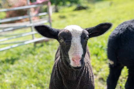 A Zwartble black lamb looks straight to camera. Cute and beautiful animal. Farm animal. Livestock. Wool. Sheep.